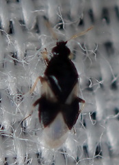 Orius tristicolor