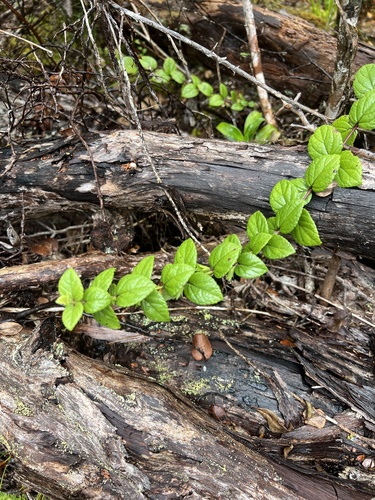 Stenogyne sessilis observed 2025-06-23