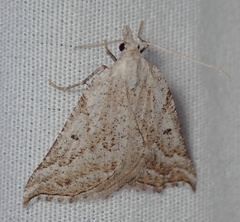 Plataea californiaria