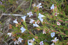 Lobostemon trigonus