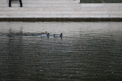 Anas platyrhynchos