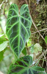 Philodendron verrucosum
