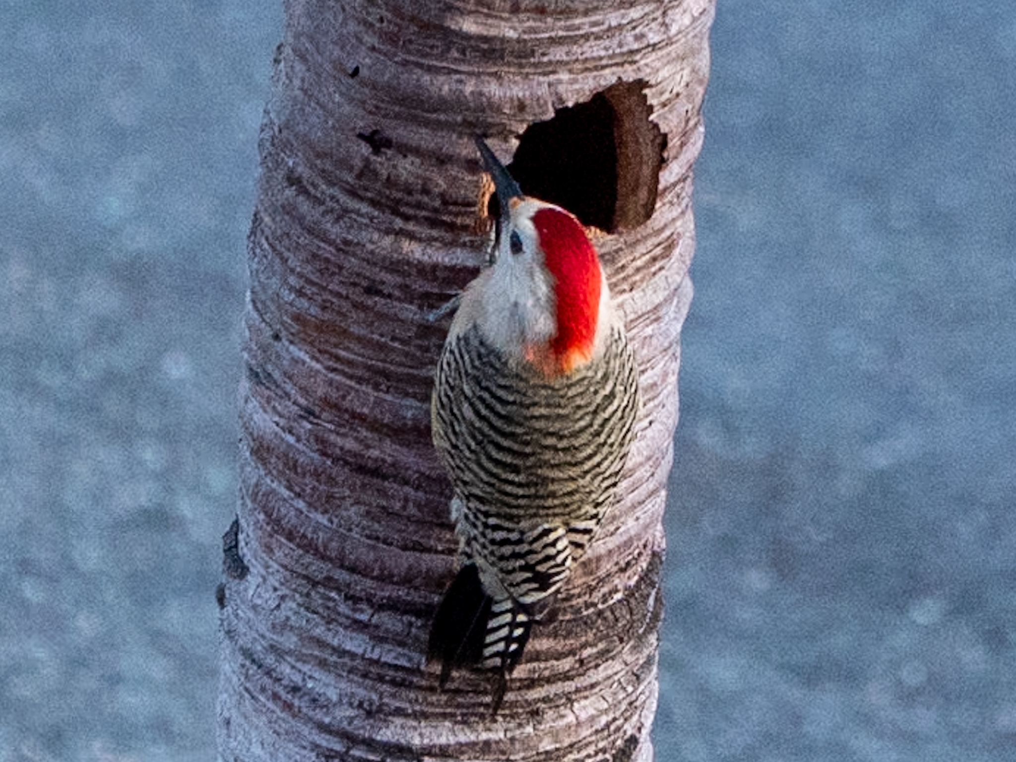 West Indian Woodpecker illustration