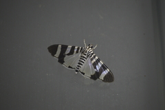 Lypotigris reginalis