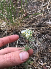 Leptosiphon nuttallii