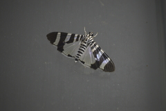 Lypotigris reginalis