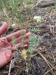 Leptosiphon nuttallii