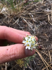 Leptosiphon nuttallii