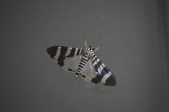 Lypotigris reginalis