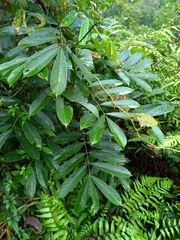 Millettieae