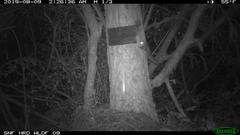 Glaucomys oregonensis