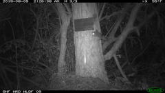 Glaucomys oregonensis