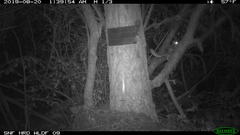 Glaucomys oregonensis