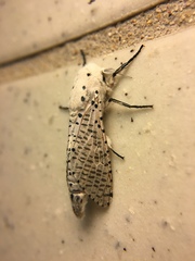 Polyphagozerra coffeae