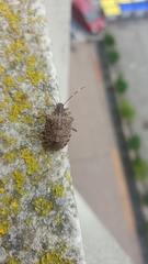 Halyomorpha halys