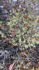 Cistus creticus creticus