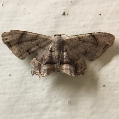 Dysaethria fulvihamata