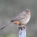 Canyon Towhee - Photo (c) Gera Guzman, some rights reserved (CC BY-NC), uploaded by Gera Guzman