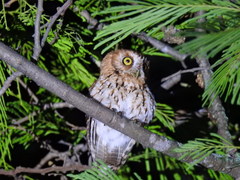 Megascops trichopsis