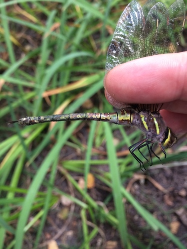 Blue-eyed Darner