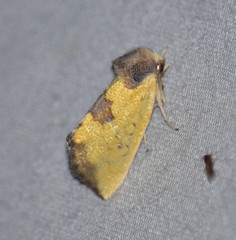 Stiria intermixta