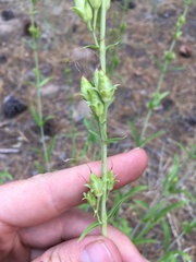 Penstemon subglaber