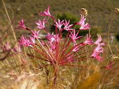 Brunsvigia striata