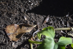 Scincella gemmingeri