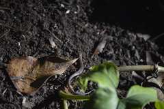 Scincella gemmingeri