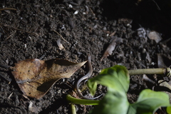 Scincella gemmingeri