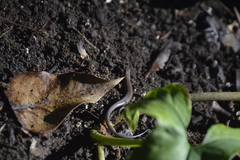 Scincella gemmingeri