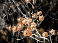 Limonium longifolium
