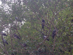 Angiospermae