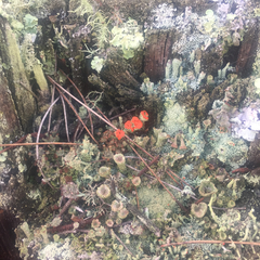 Cladonia