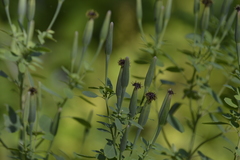 Porophyllum ruderale macrocephalum