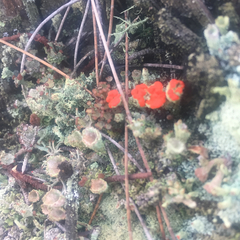 Cladonia