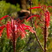 Aloe mitriformis - Photo (c) tjeerd, alguns direitos reservados (CC BY-NC), uploaded by tjeerd