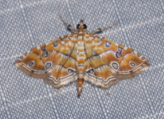 Ommatospila narcaeusalis