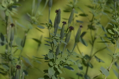 Porophyllum ruderale macrocephalum