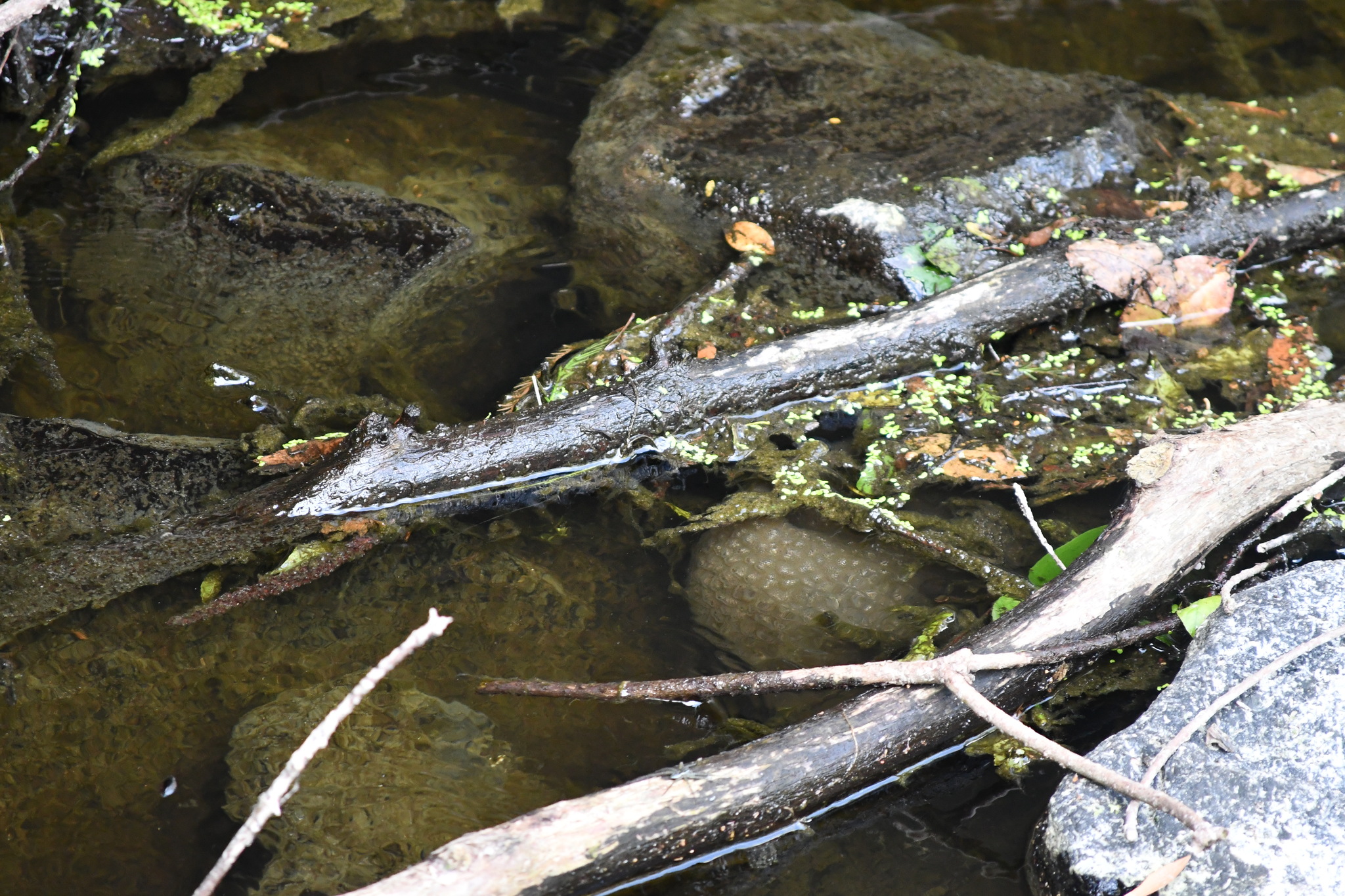 Pectinatella magnifica (Leidy, 1851)