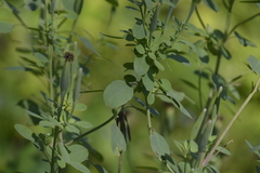 Porophyllum ruderale macrocephalum