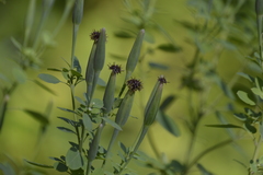 Porophyllum ruderale macrocephalum