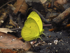 Eurema nicevillei