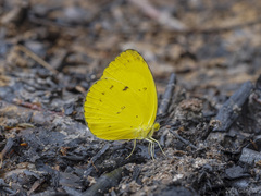 Eurema nicevillei