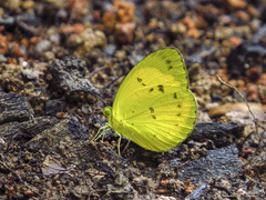 Eurema nicevillei