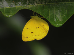 Eurema nicevillei