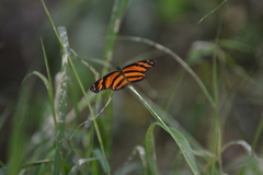 Eresia phillyra phillyra