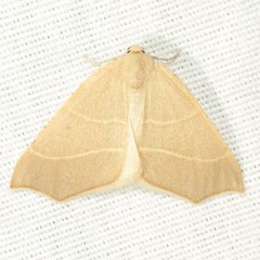 Destutia excelsa