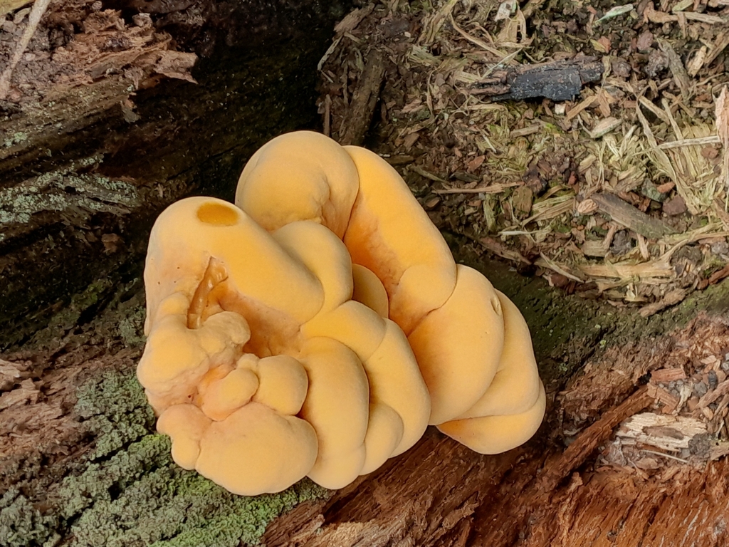 Laetiporus gilbertsonii · June 2025 · photo: © oecophylla (iNaturalist, cc0)