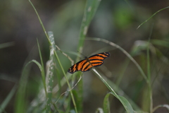 Eresia phillyra phillyra